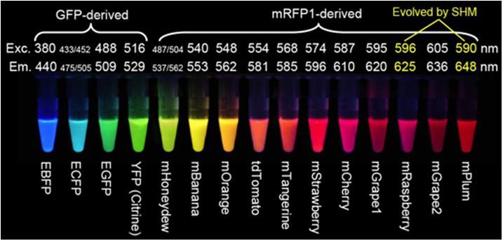 熒光蛋白的激發波長和發射波長