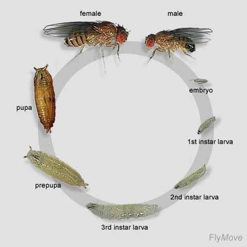 模式生物-果蠅