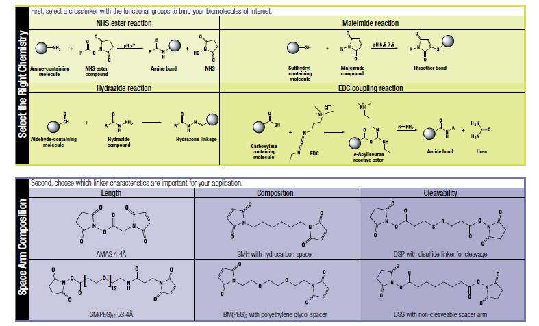 Photoreactive Crosslinker Chemistry