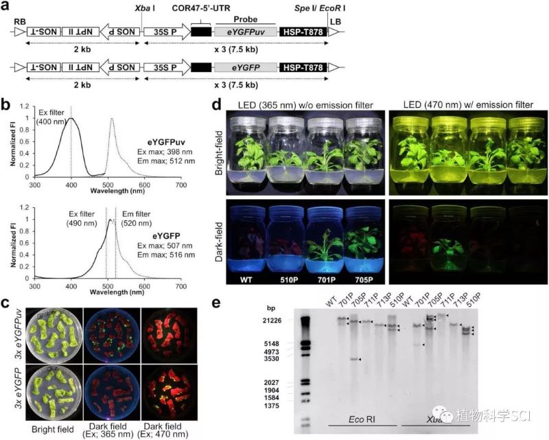 GFP