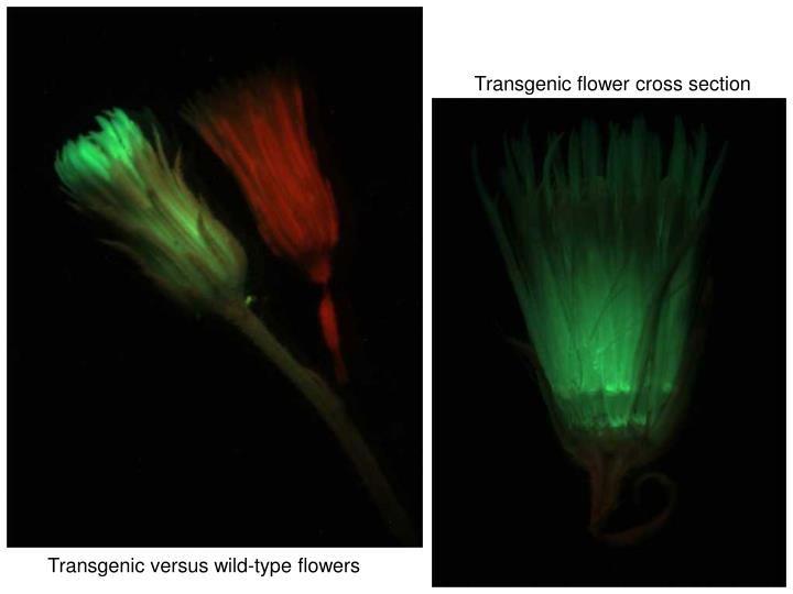 野生型棉花花朵和GFP陽性花朵發對比