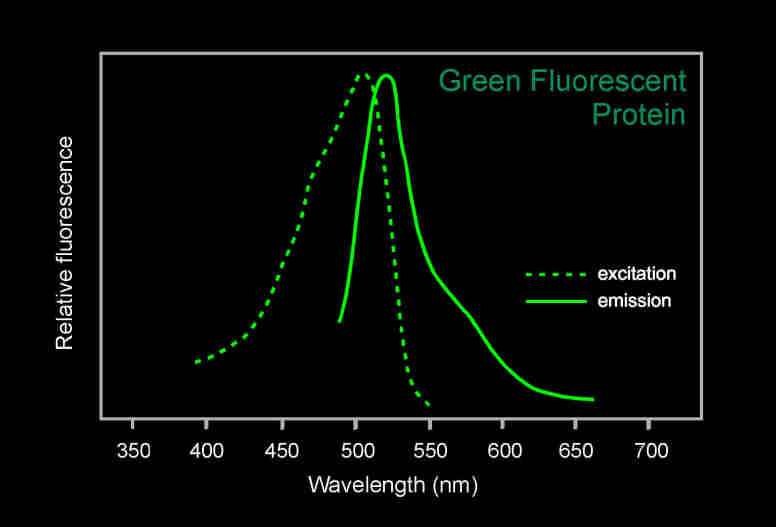 GFP的激發(fā)光波長(zhǎng)和GFP的發(fā)射光波長(zhǎng)